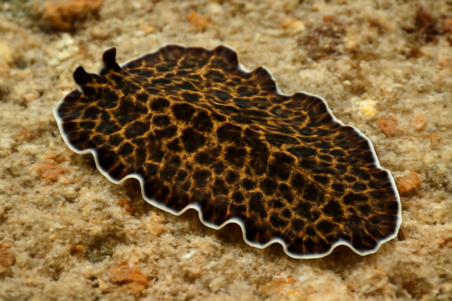 Mottled Flatworm