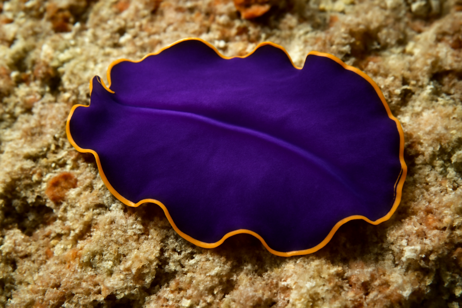 Violet Flatworm