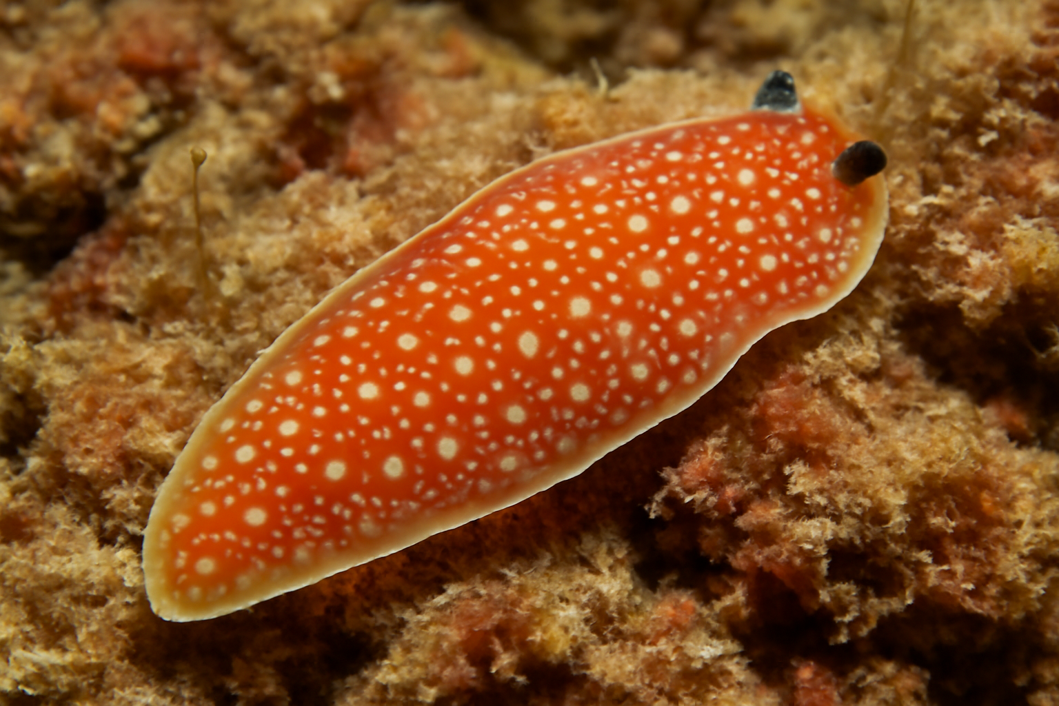 Notocomplana actiniae