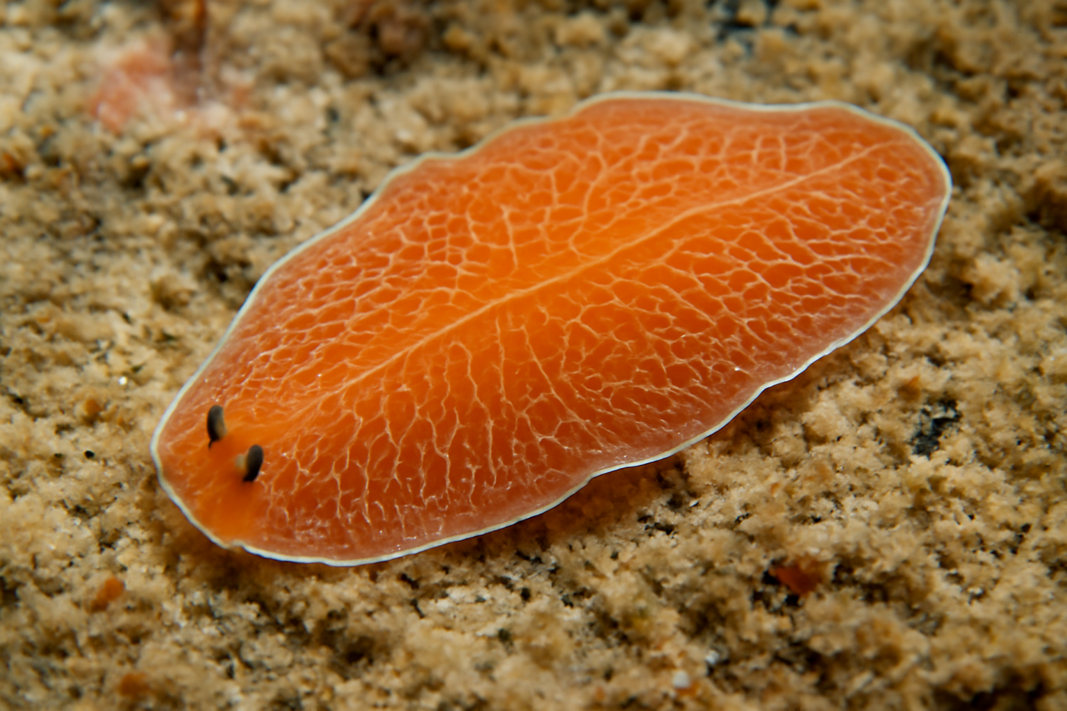 Notocomplana australis