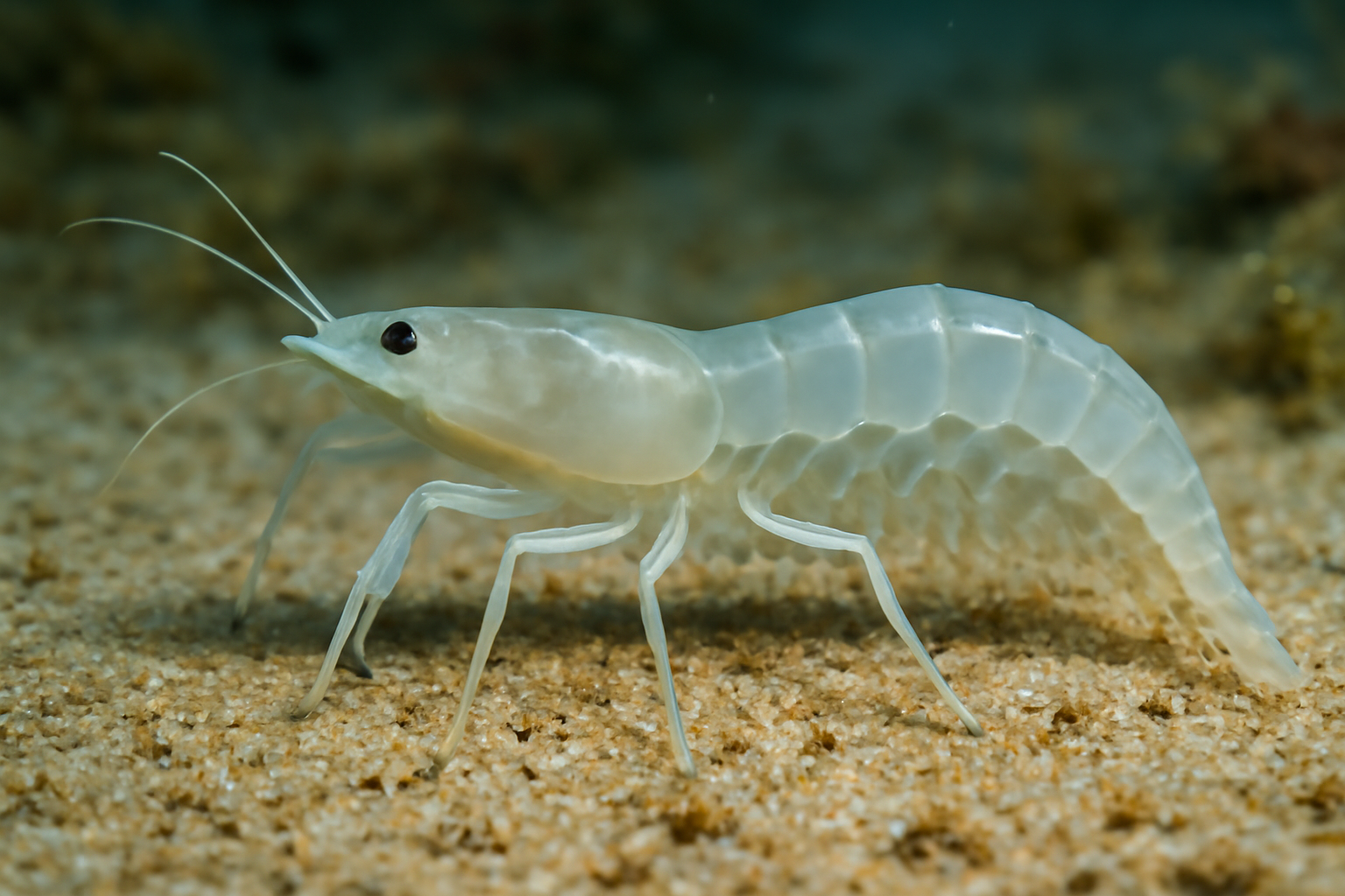 McGinty's Ghostshrimp