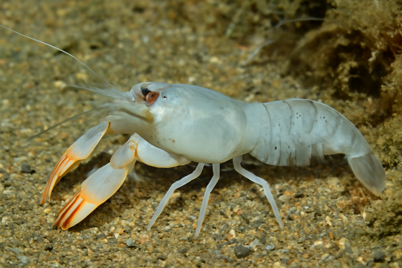 Hawaiian Ghostshrimp