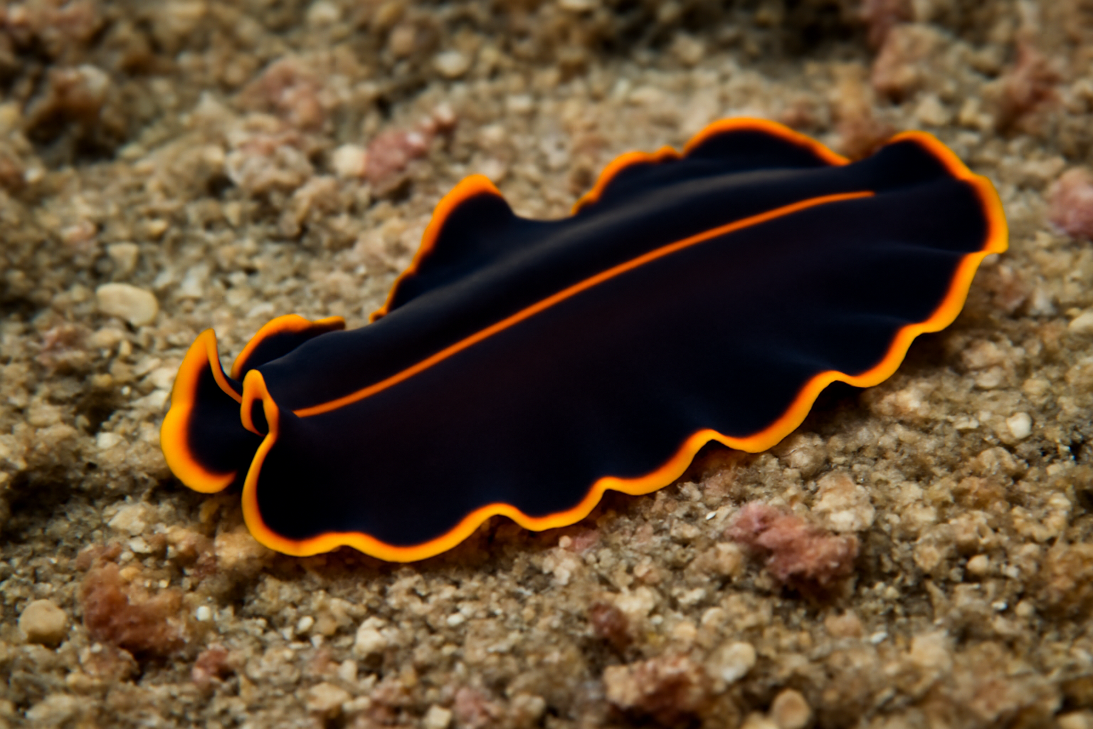 Imperial Flatworm