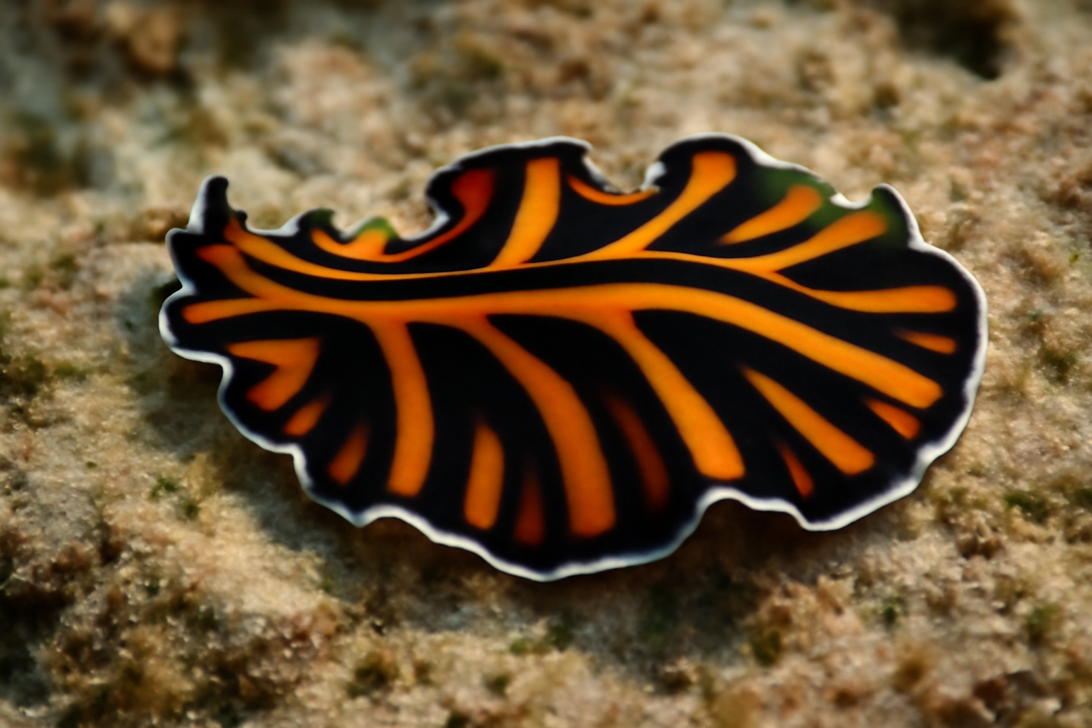 Monarch Flatworm