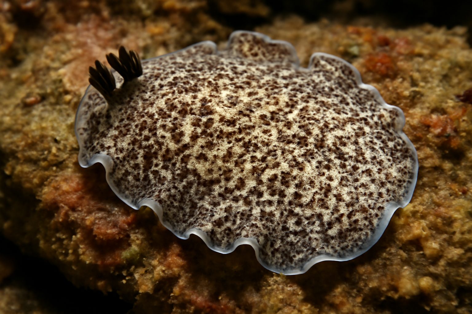 Atlantic Polyclad