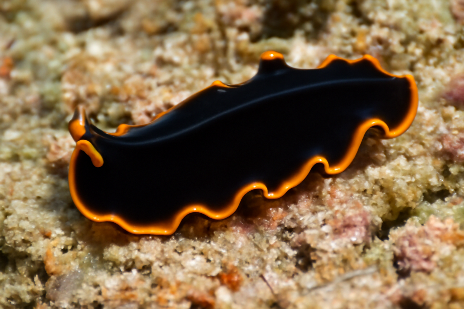 Australian Black flatworm