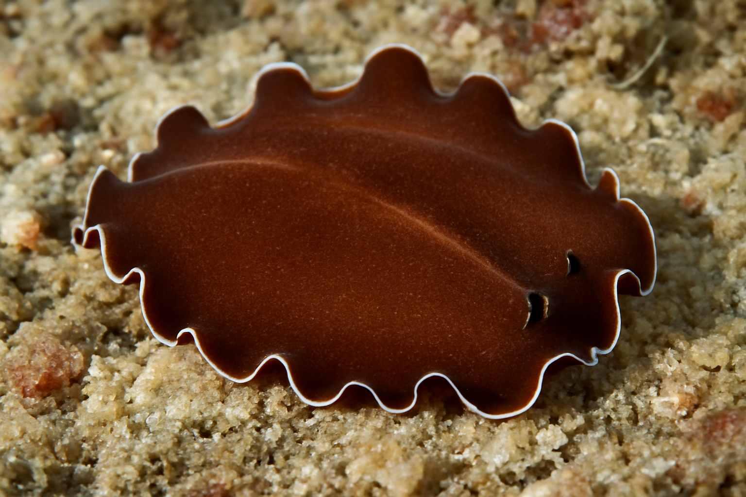 Brown Flatworm