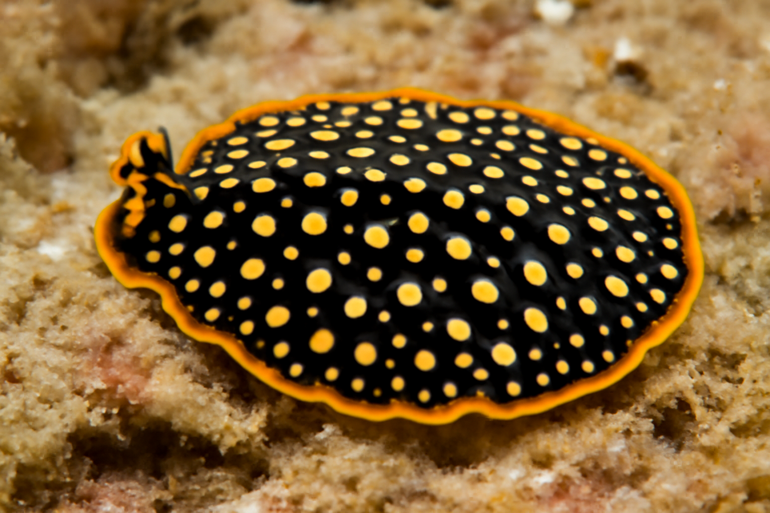 Spotted Flatworm