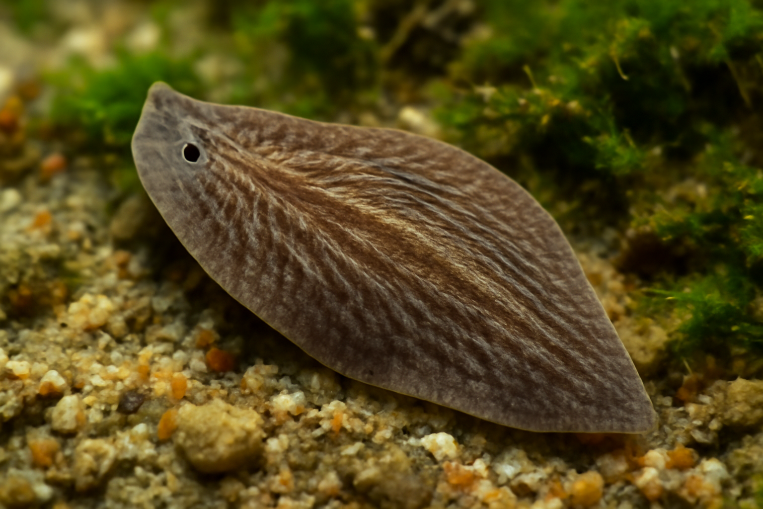 Broadleaf Planarian