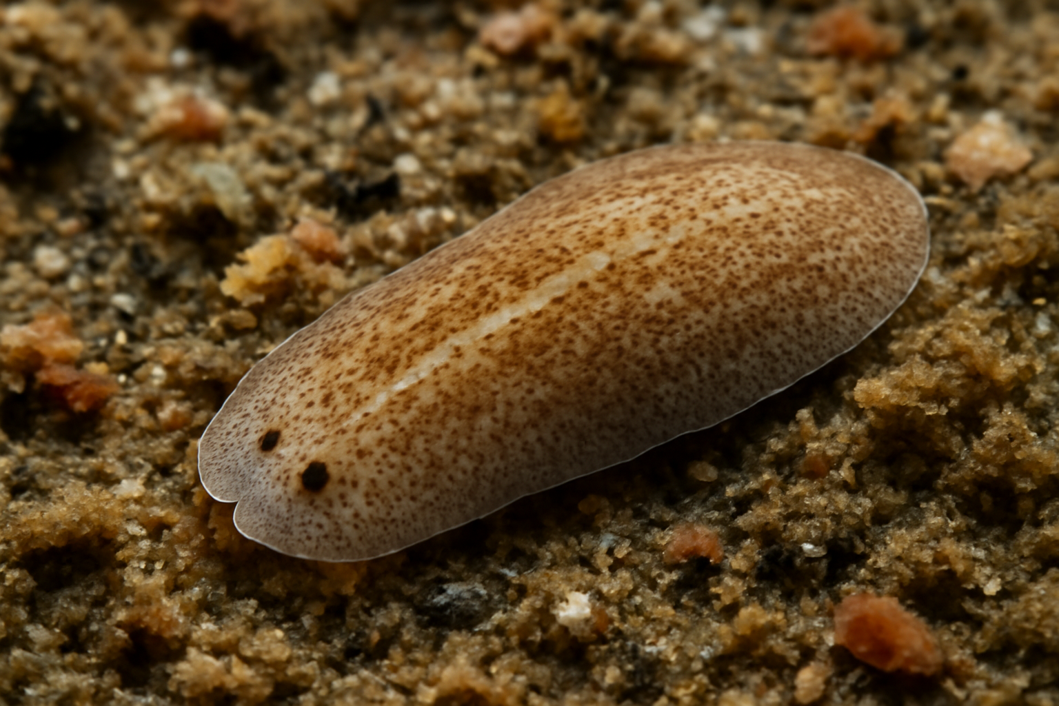 Common Marine Planarian