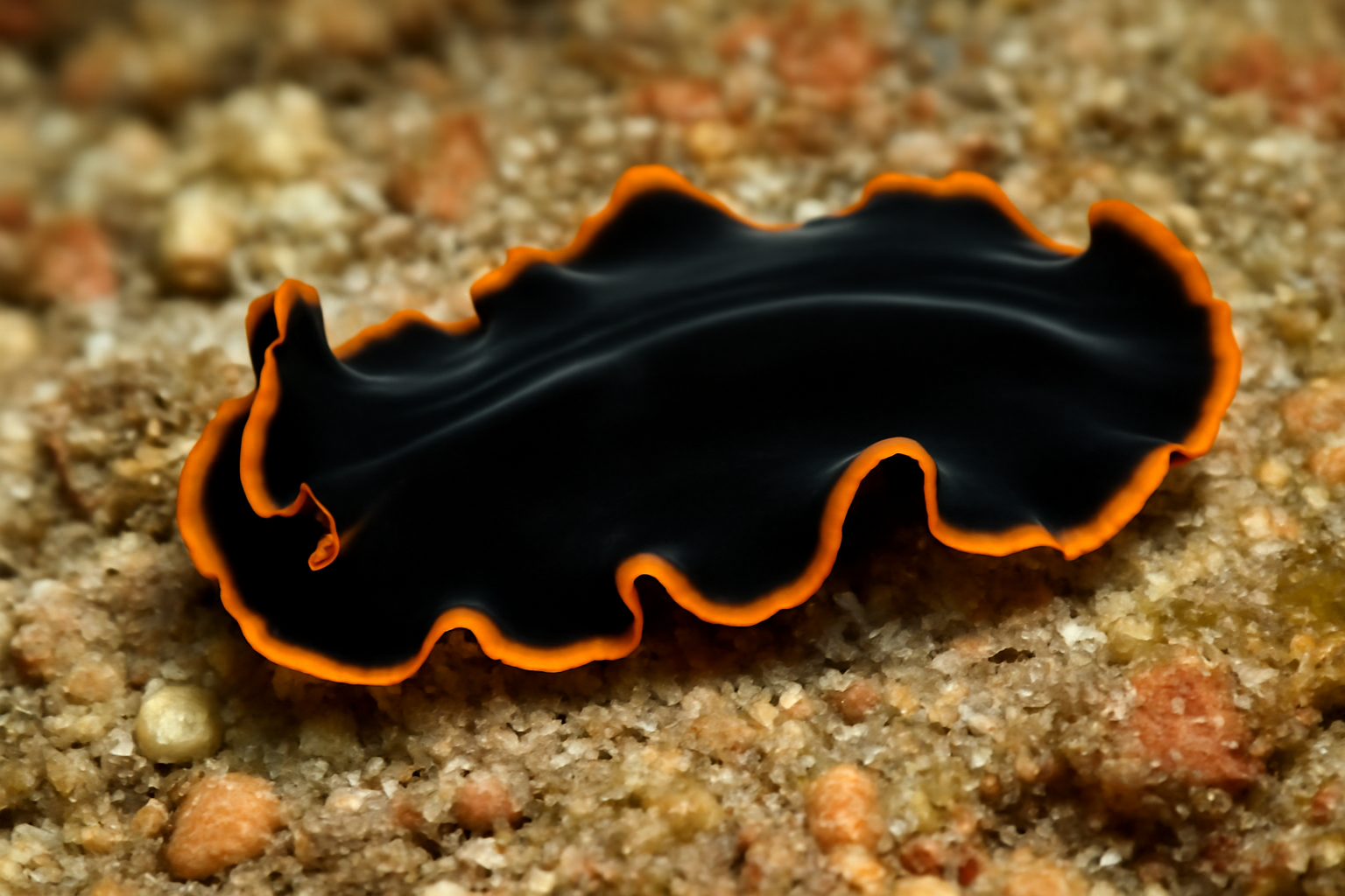Marine flatworm