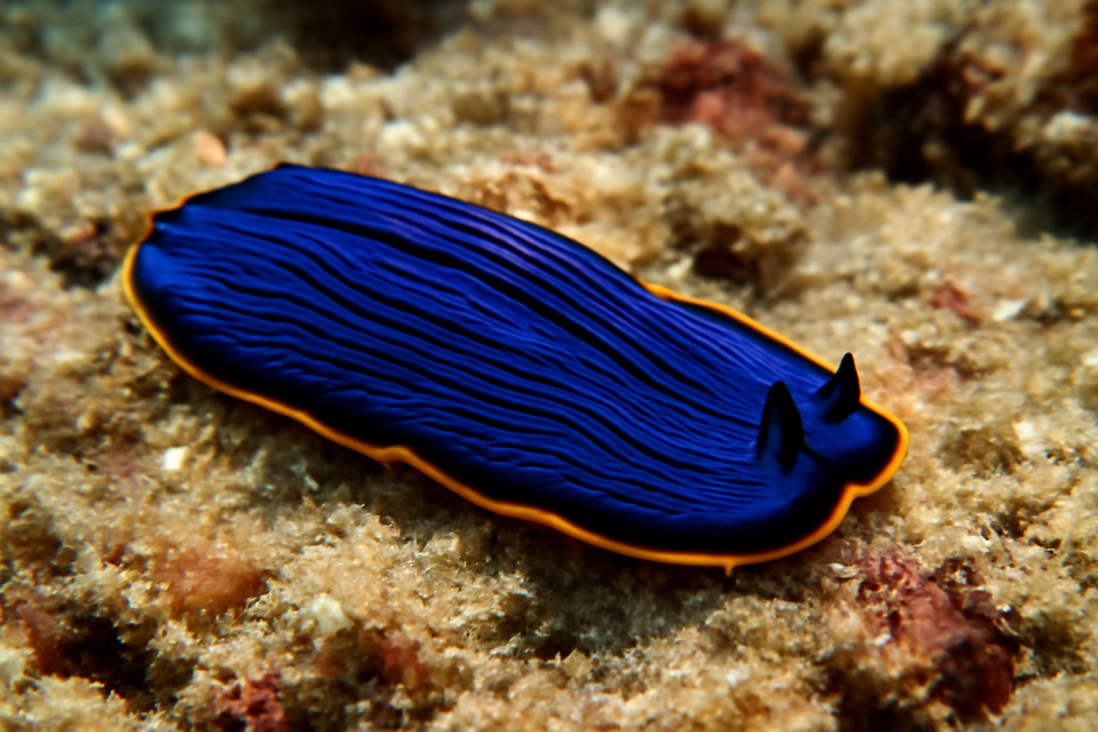 Tropical Flatworm