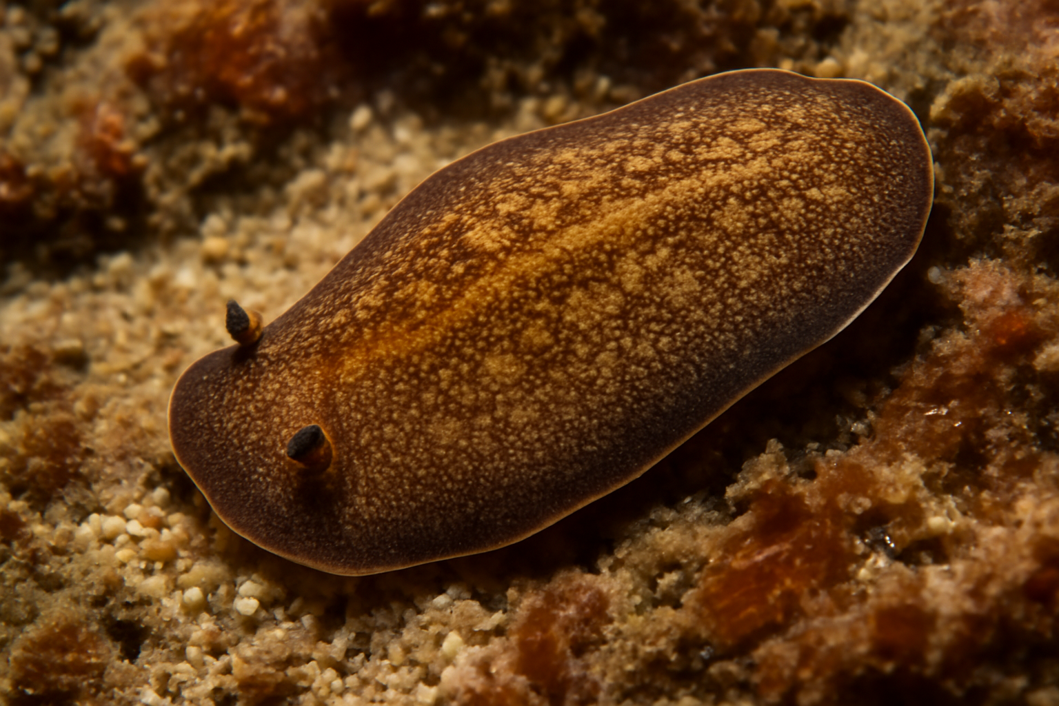 Atlantic Stylochoplana