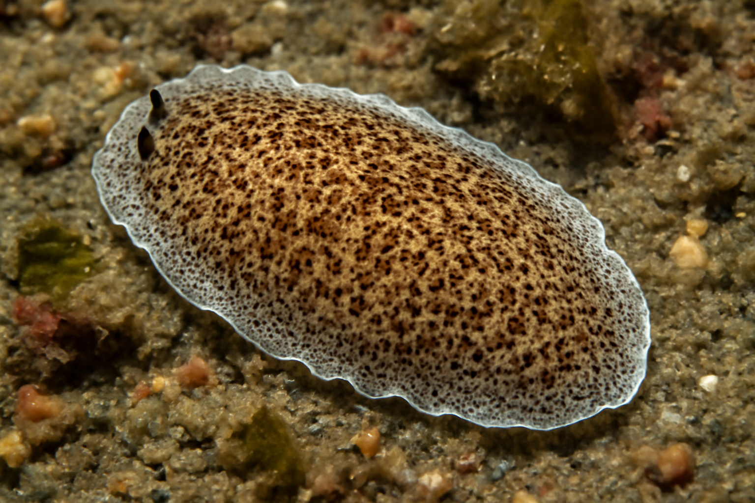 Pacific Stylochoplana