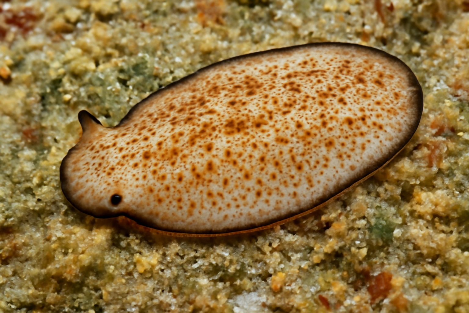 Southern Stylochoplana