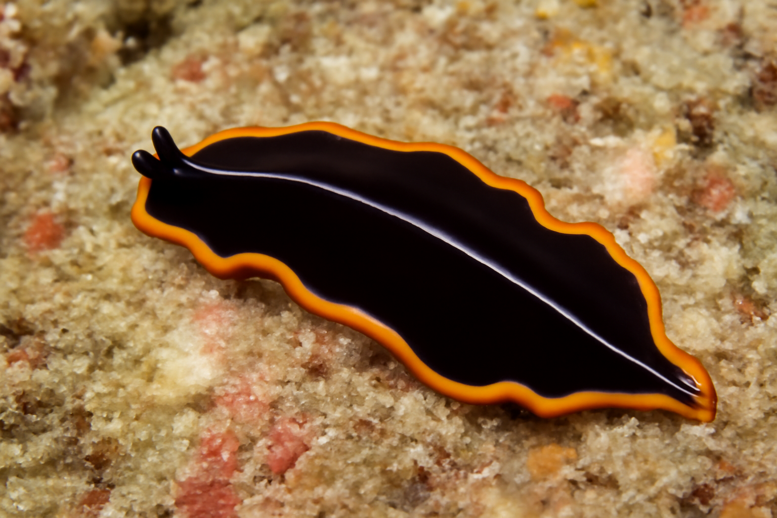 Pseudoceros bifurcus
