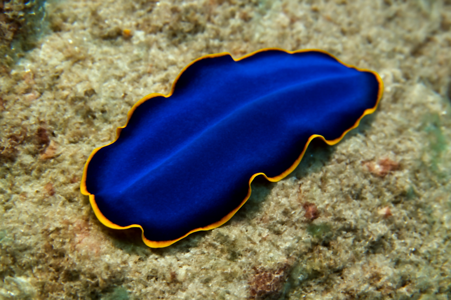 Blue Pseudoceros