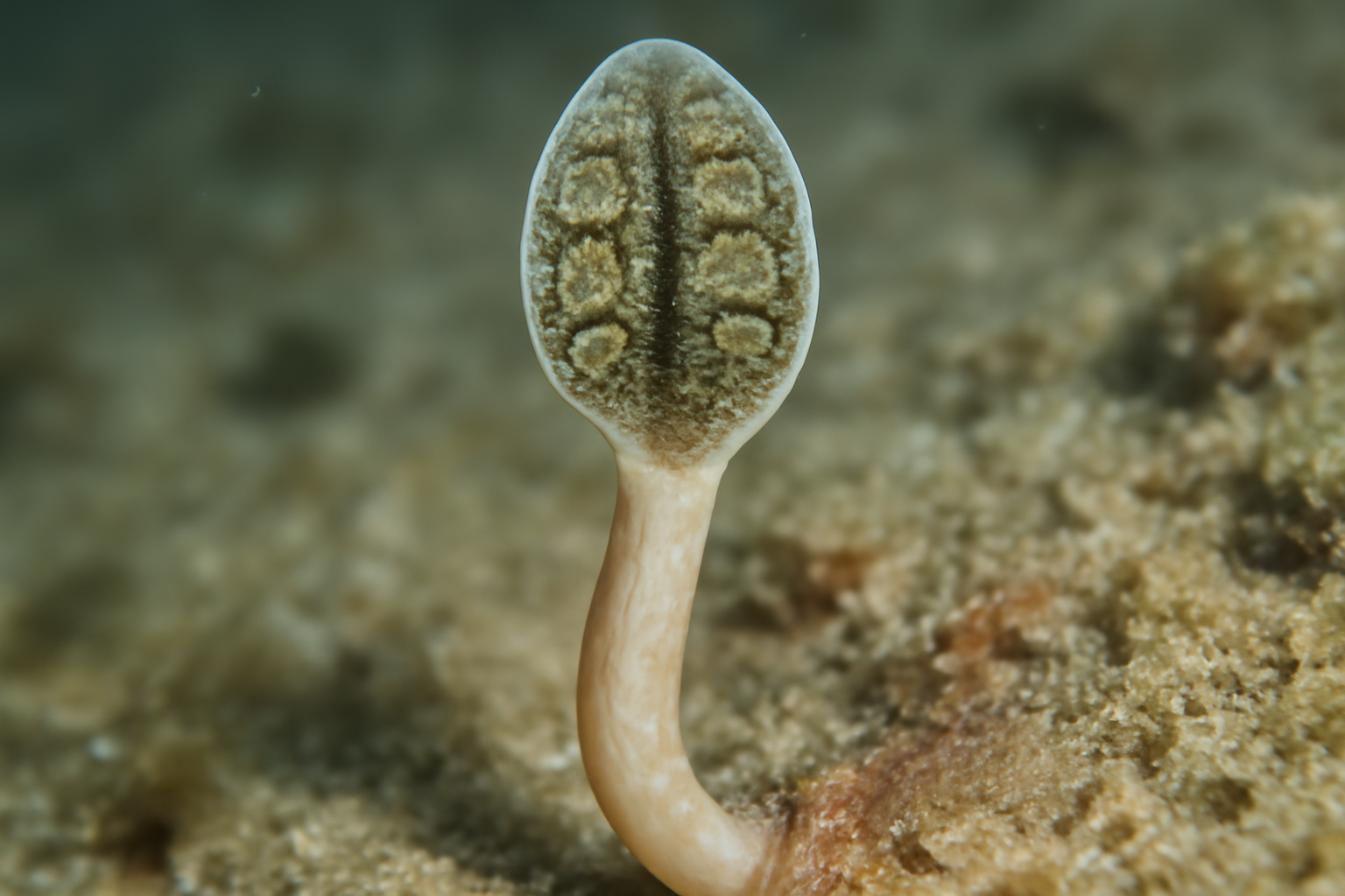 Eyestalk Fluke