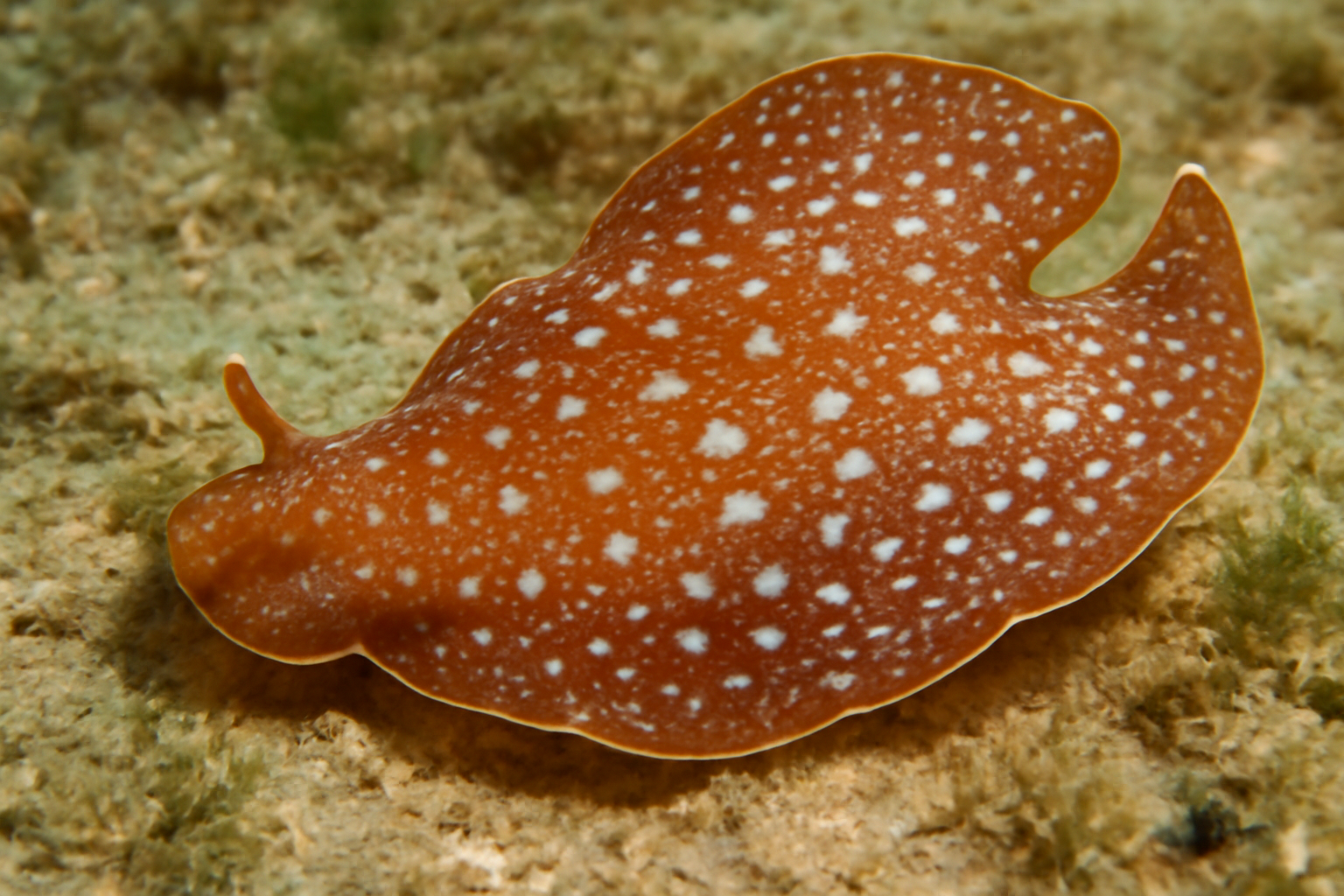Spot-Tail Fluke