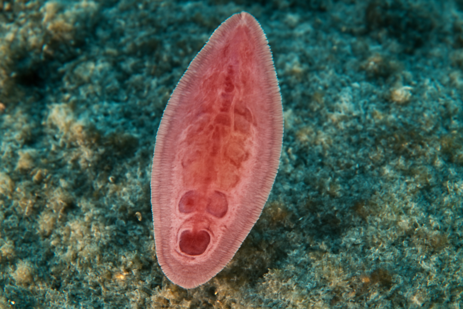 Encotyllabe pagrosomi