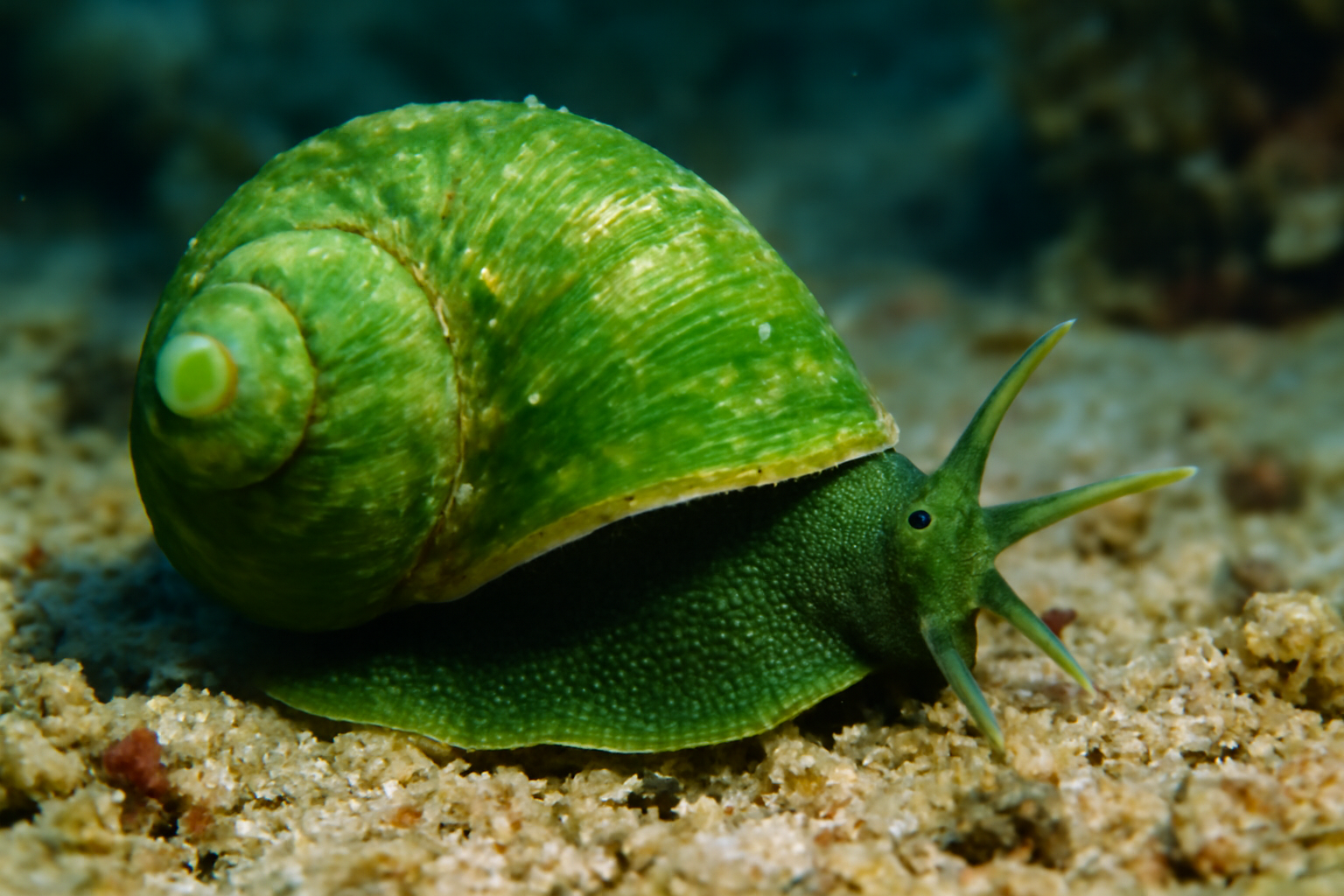 Green Sea Snail