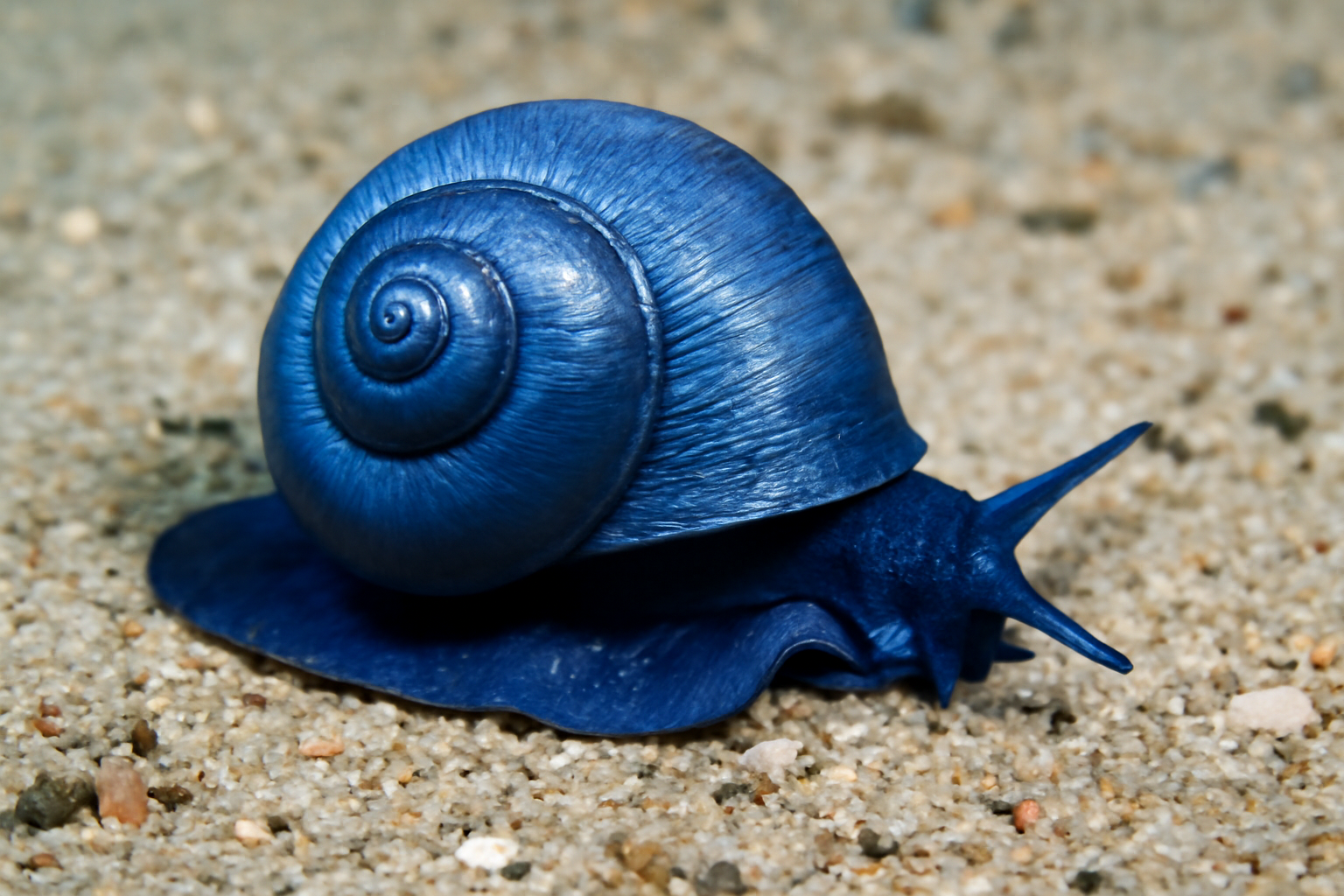 Blue Sea Snail