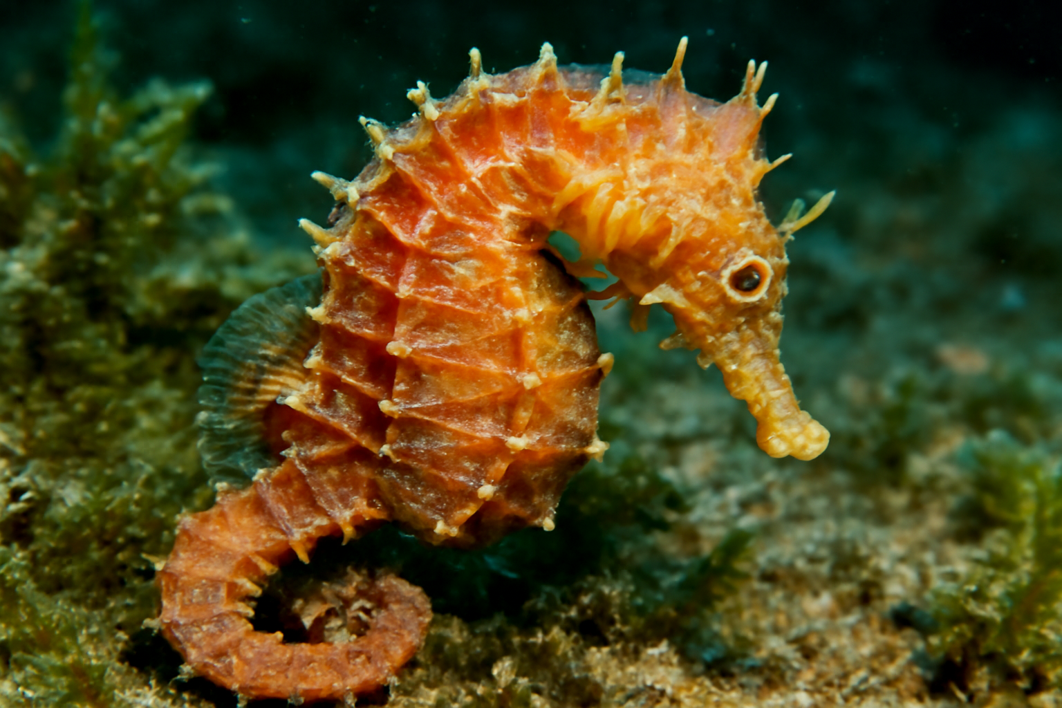 Leighia's Seahorse