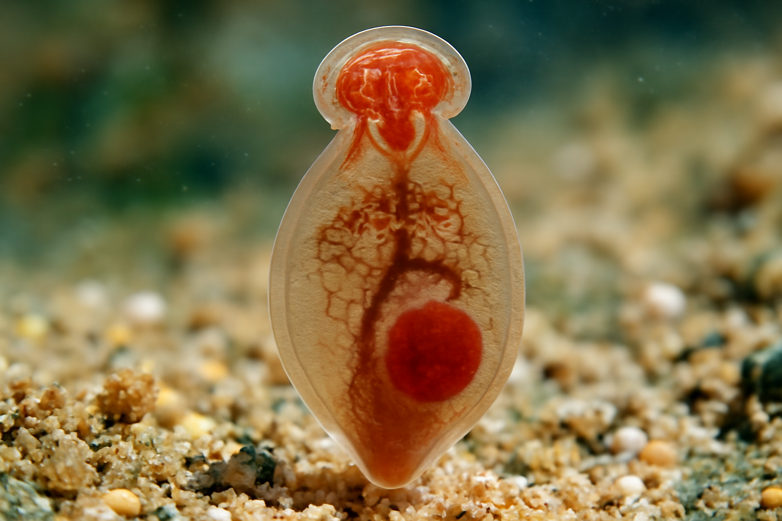 Mazocraeoides gonialosae