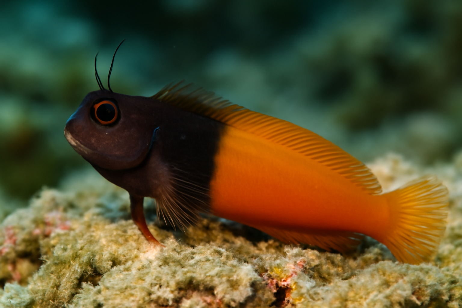 Bicolor combtooth blenny