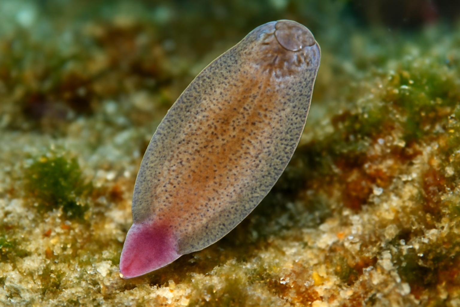 Allopseudaxine cyclolepis