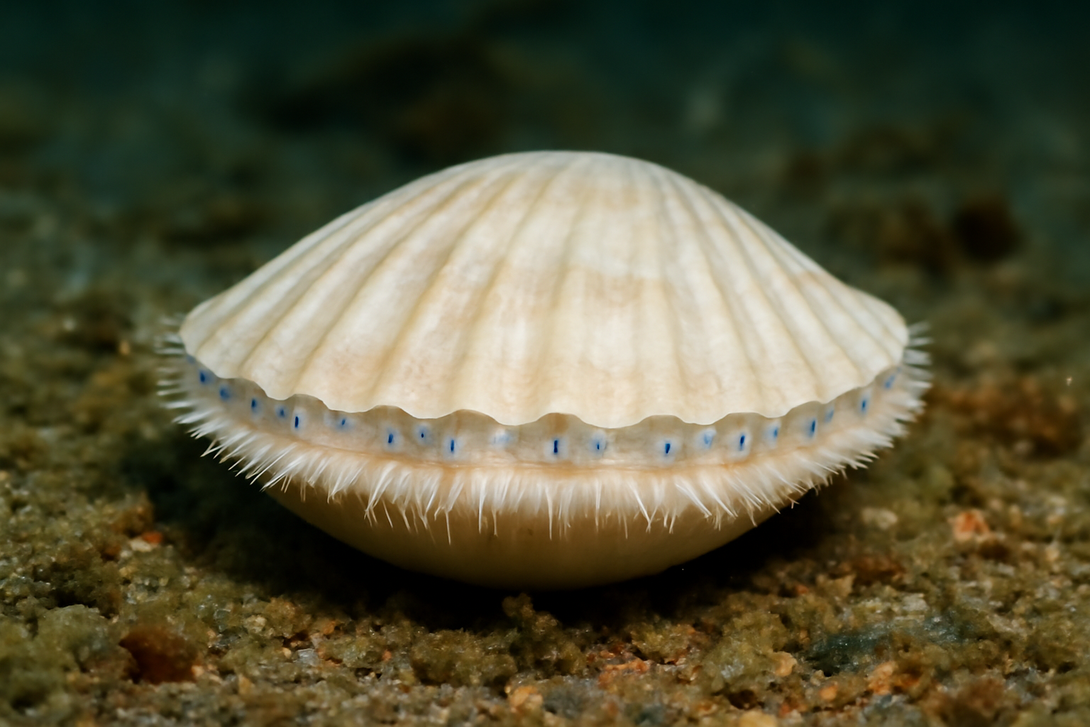 White Sea Scallop
