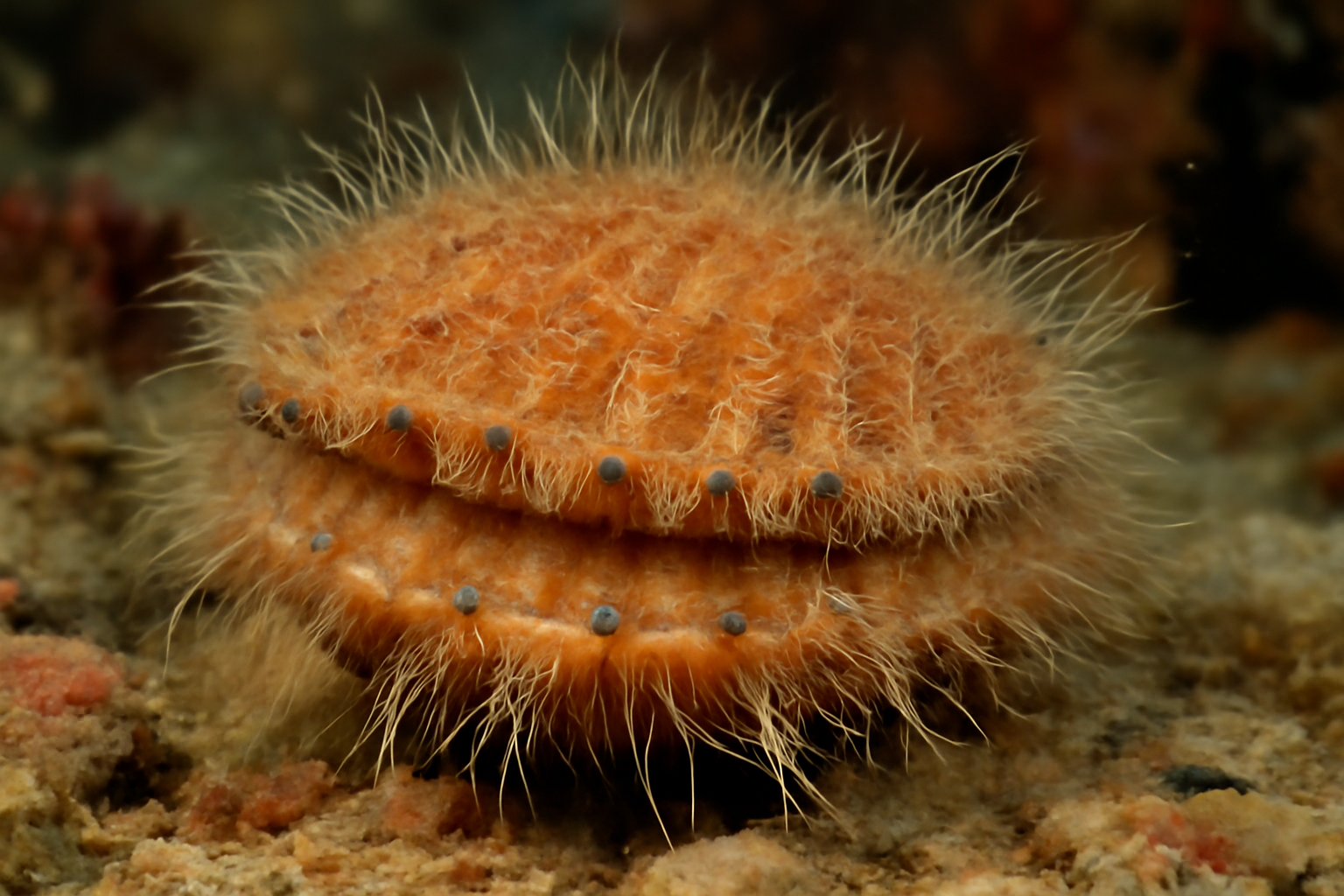 Hairy Sea Scallop