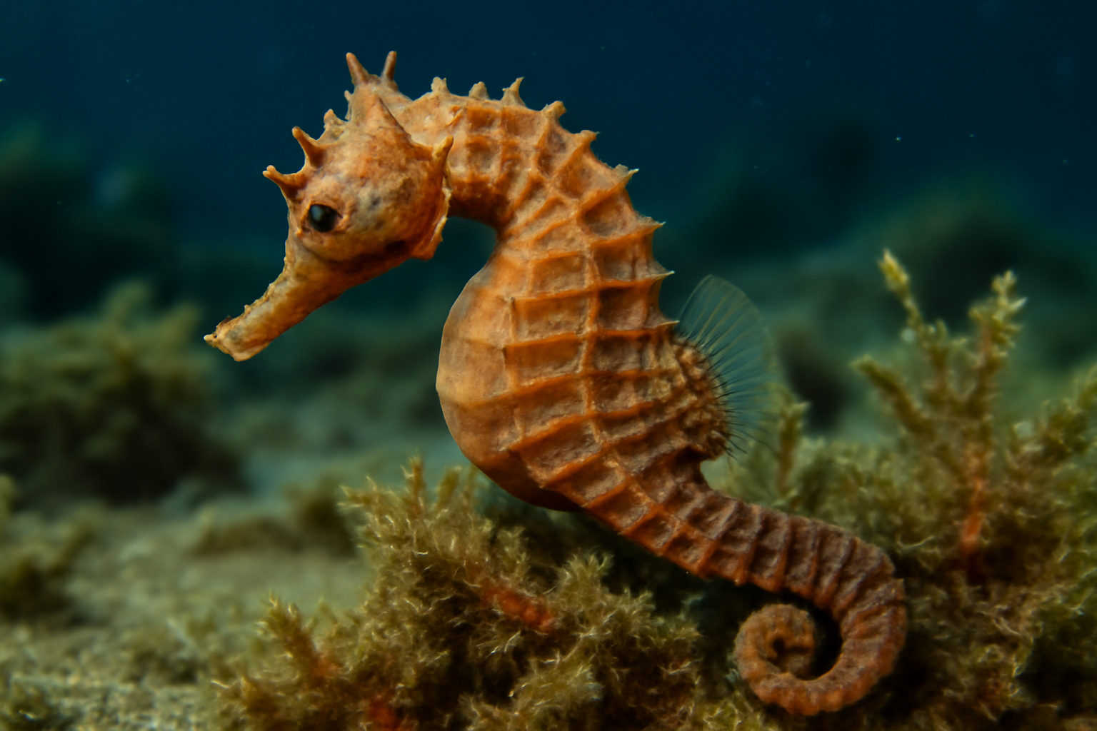 Caballeraxine's Seahorse