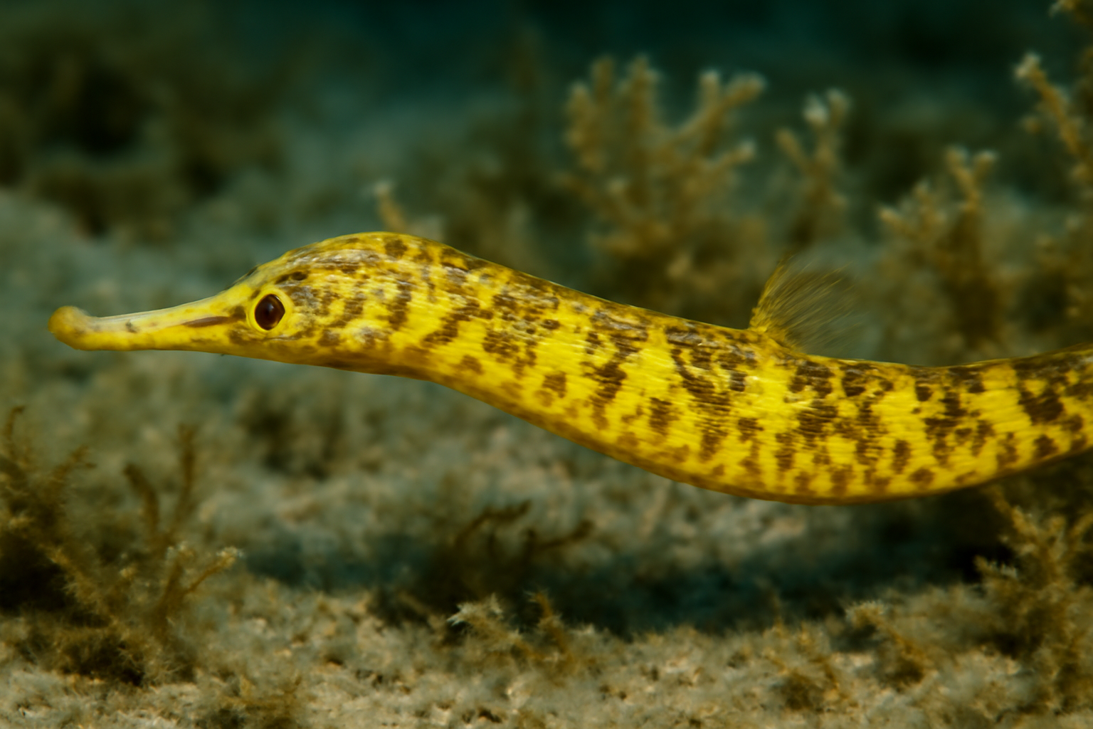 Caballeraxine's Pipefish