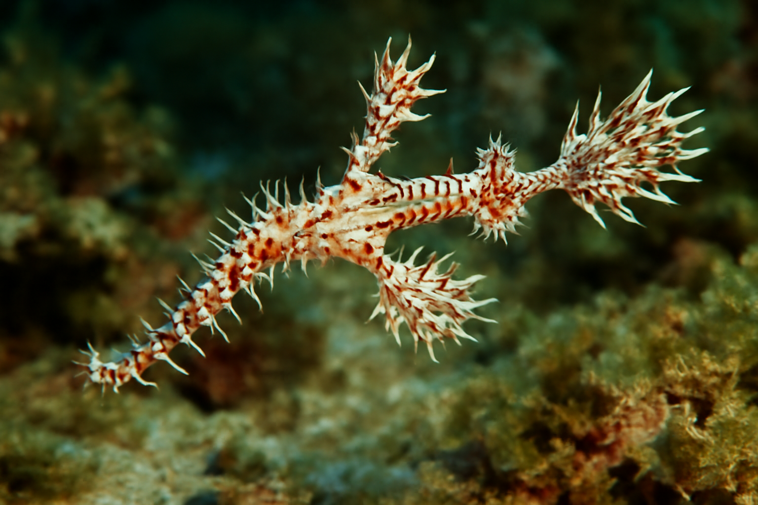 Caballeraxine's Ghost Pipefish