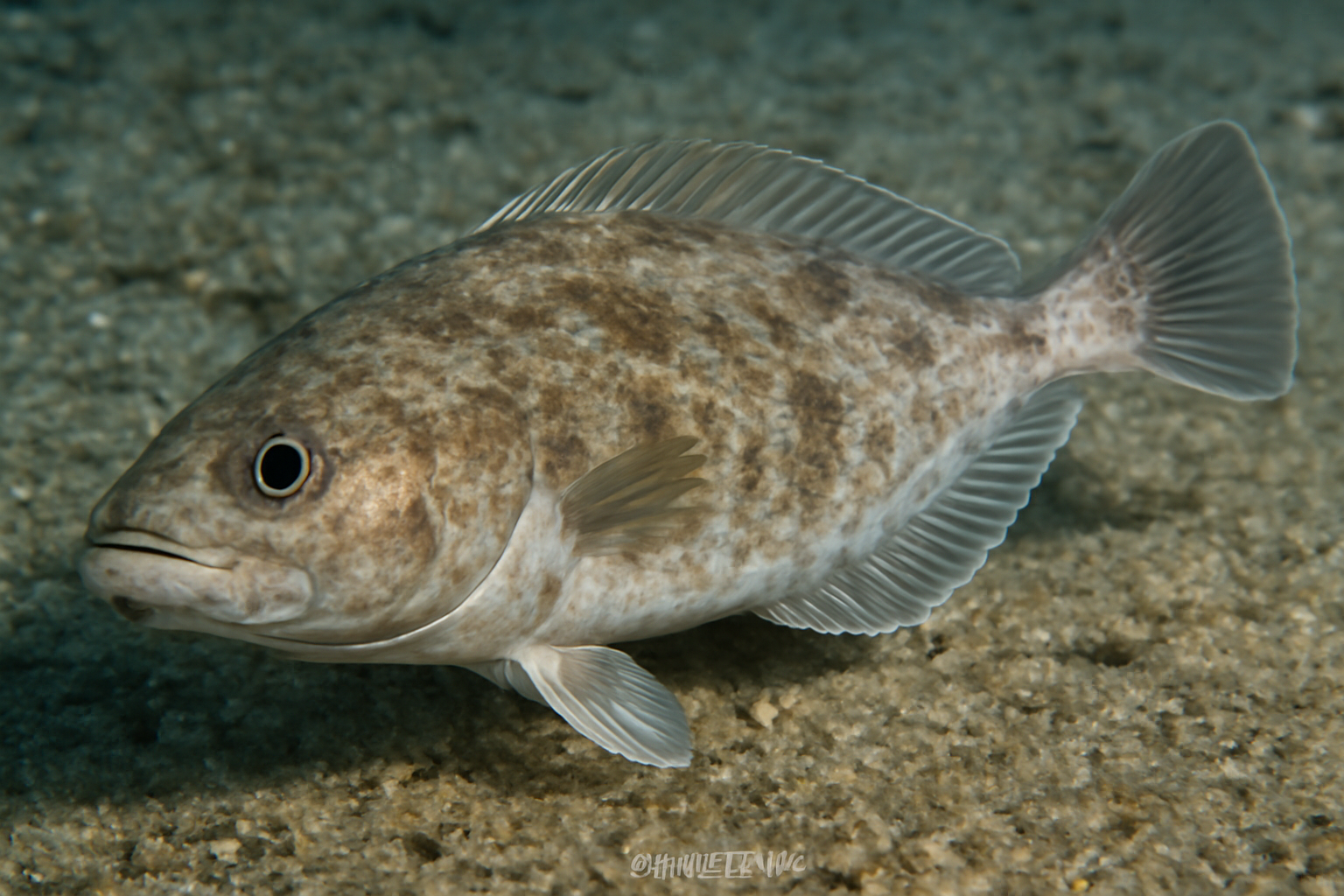 Hake fluke