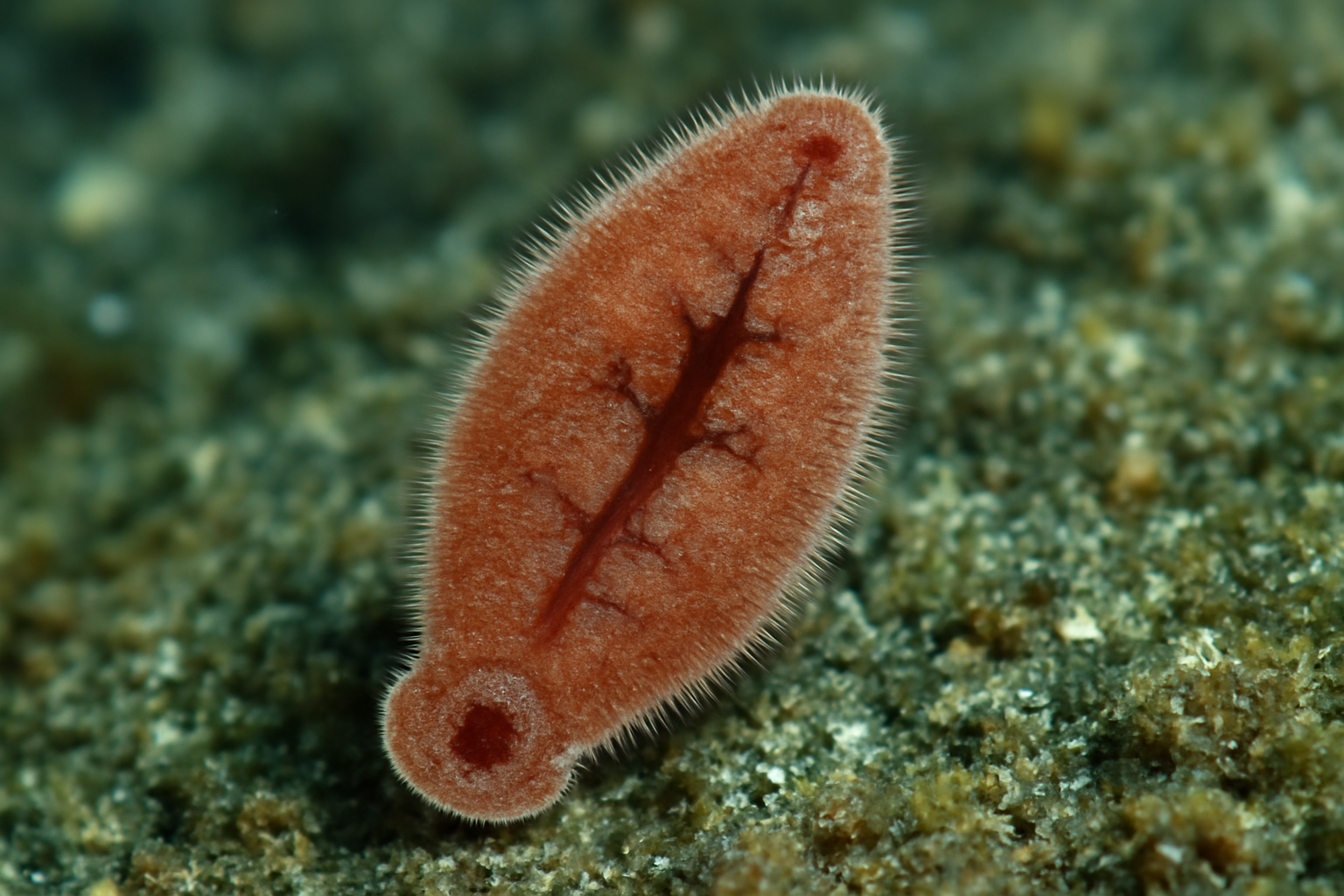 Gastrocotyle hispida