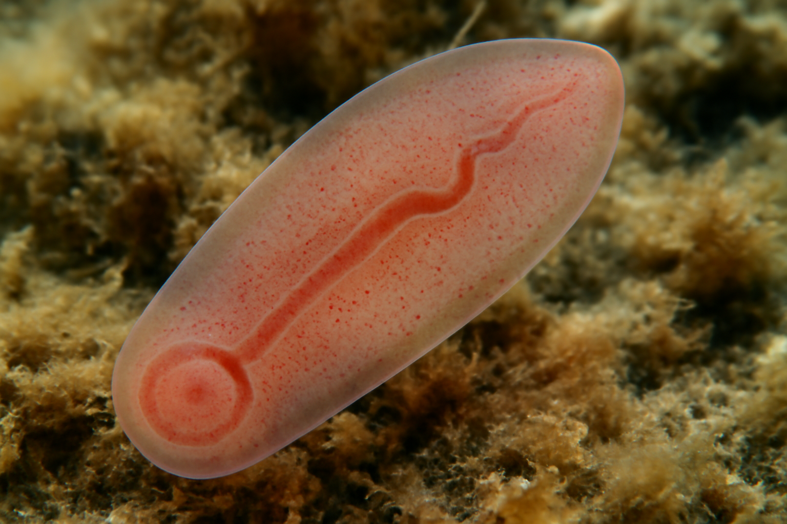 Gastrocotyle ionthas