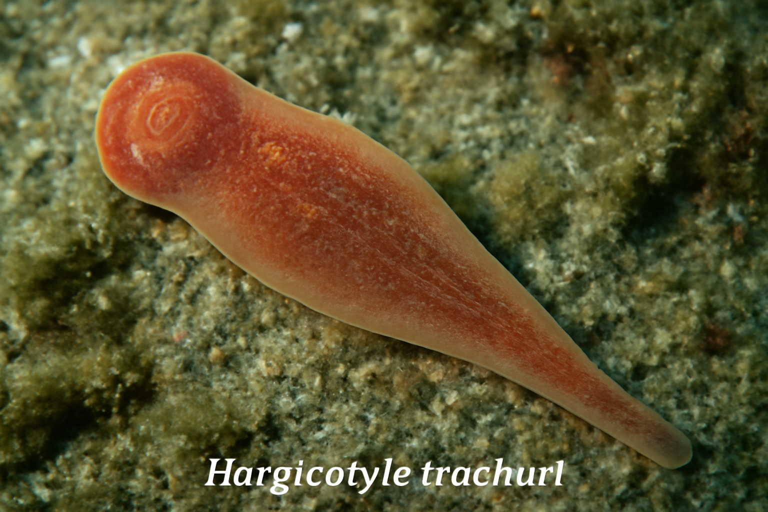 Hargicotyle Trachuri