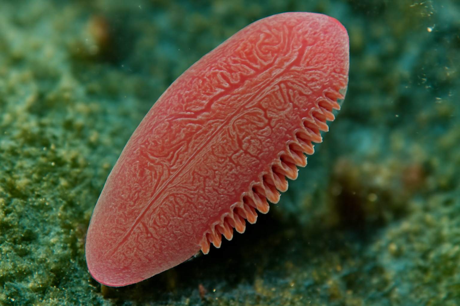 Microcotyle sebastis