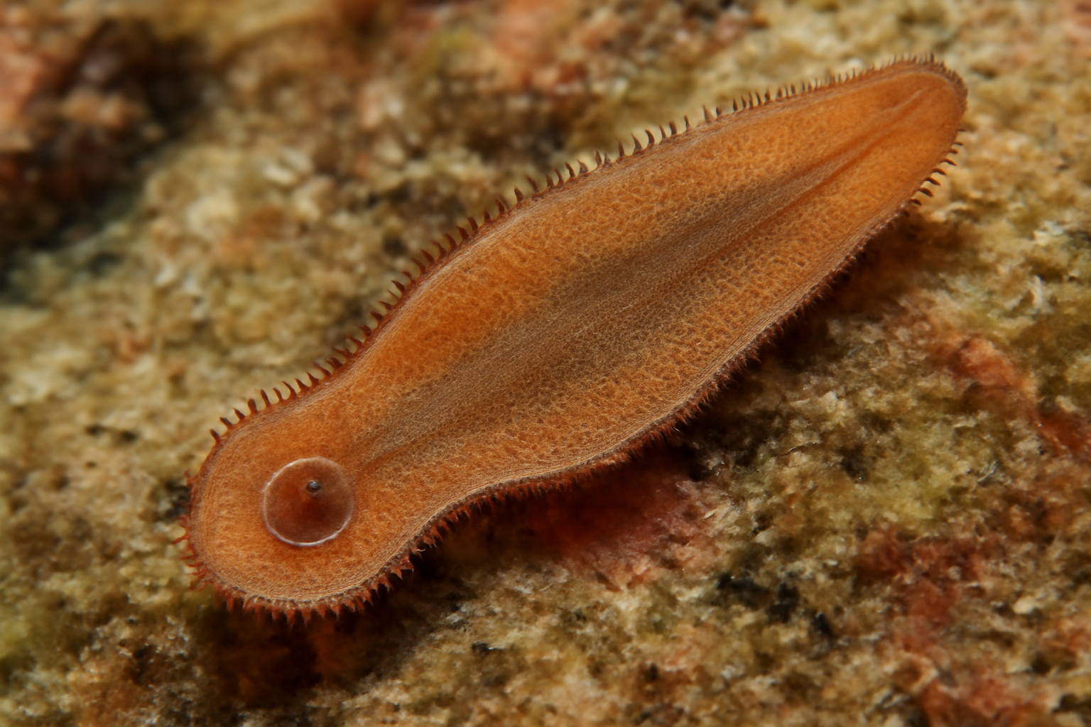 Paramicrocotyle pacifica