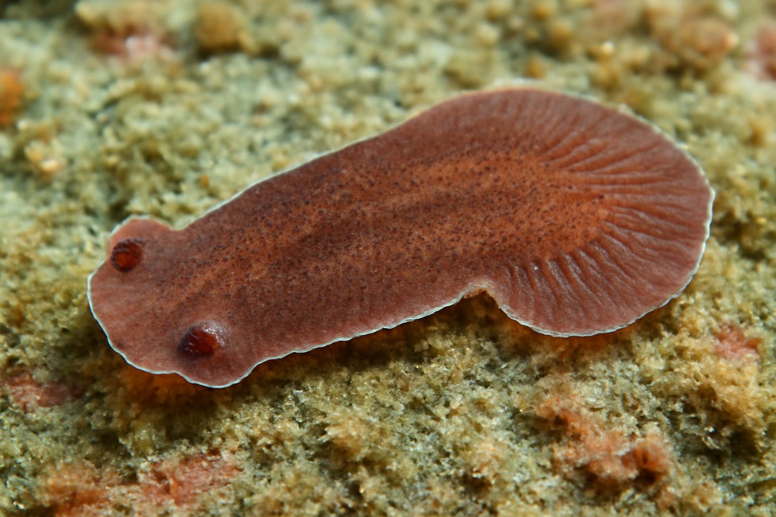 Pseudomicrocotyle arii
