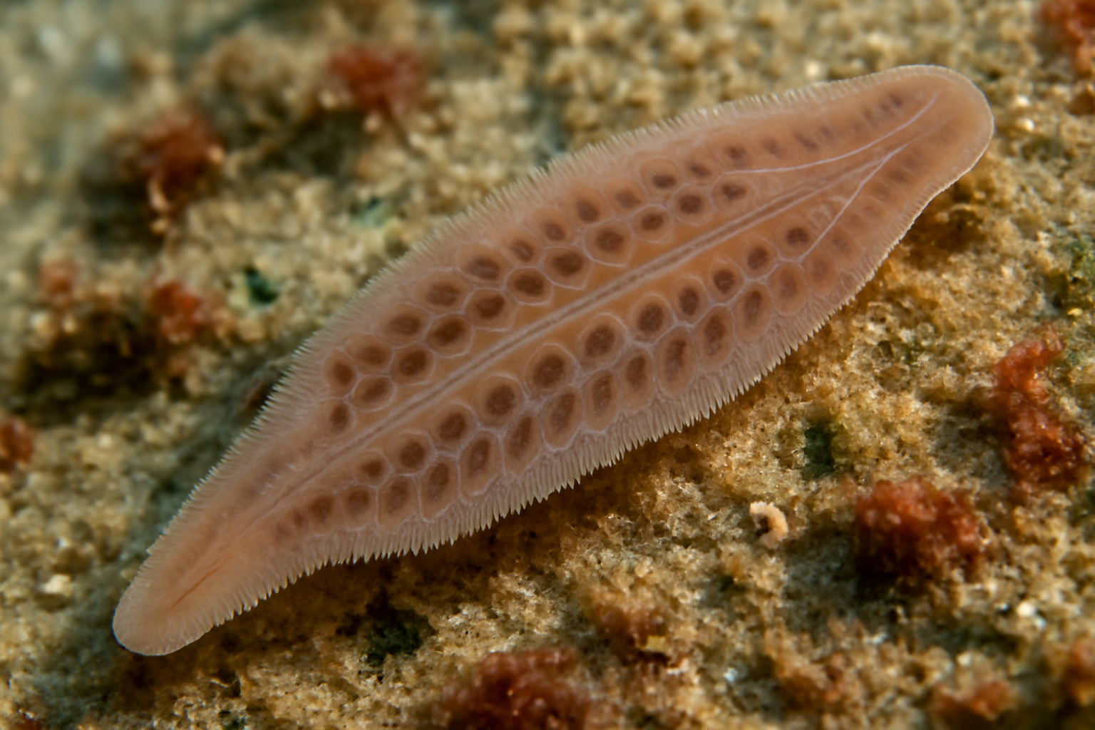 Pseudomicrocotyle archosargi