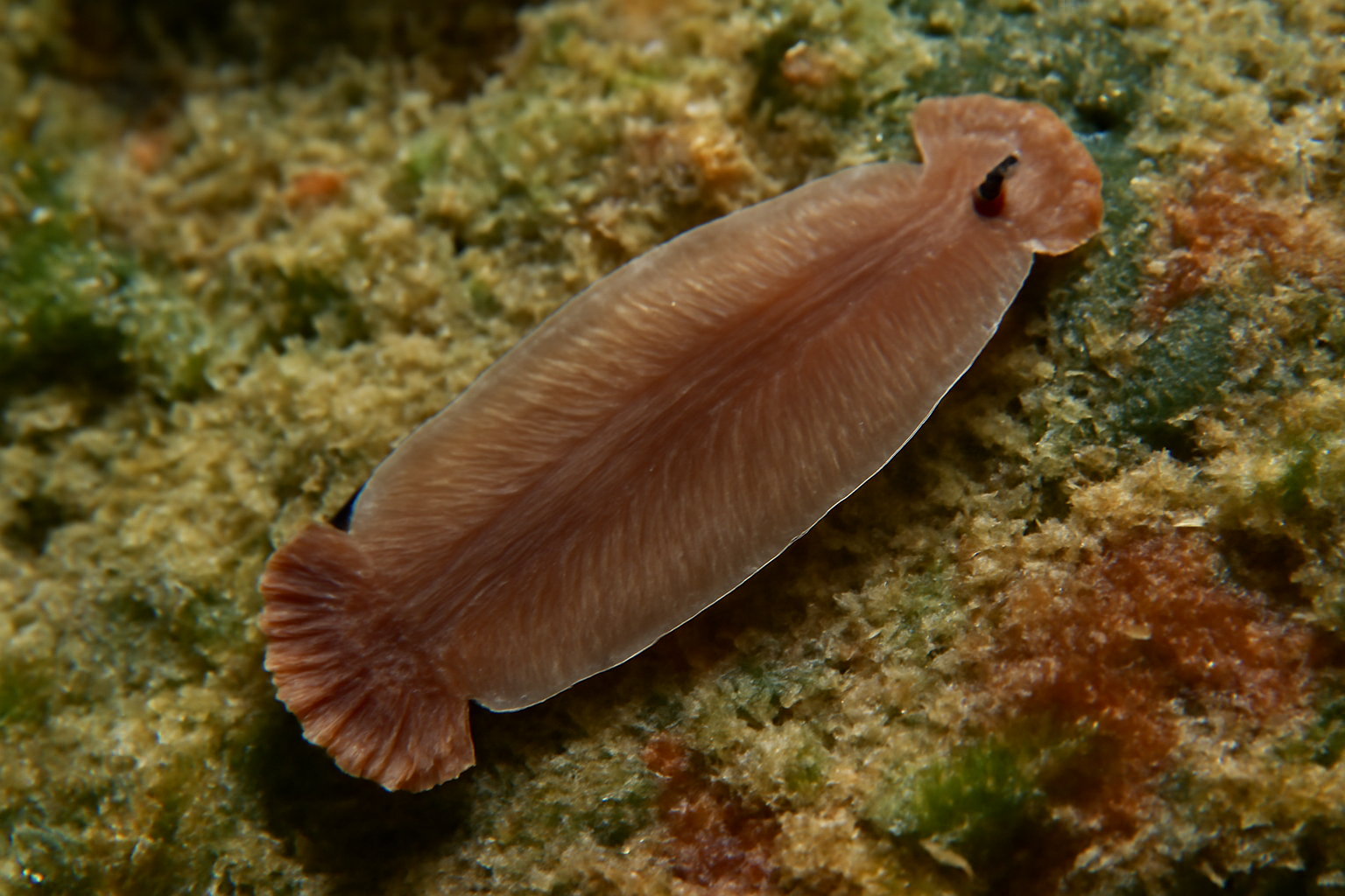 Pseudomicrocotyle whittingtoni