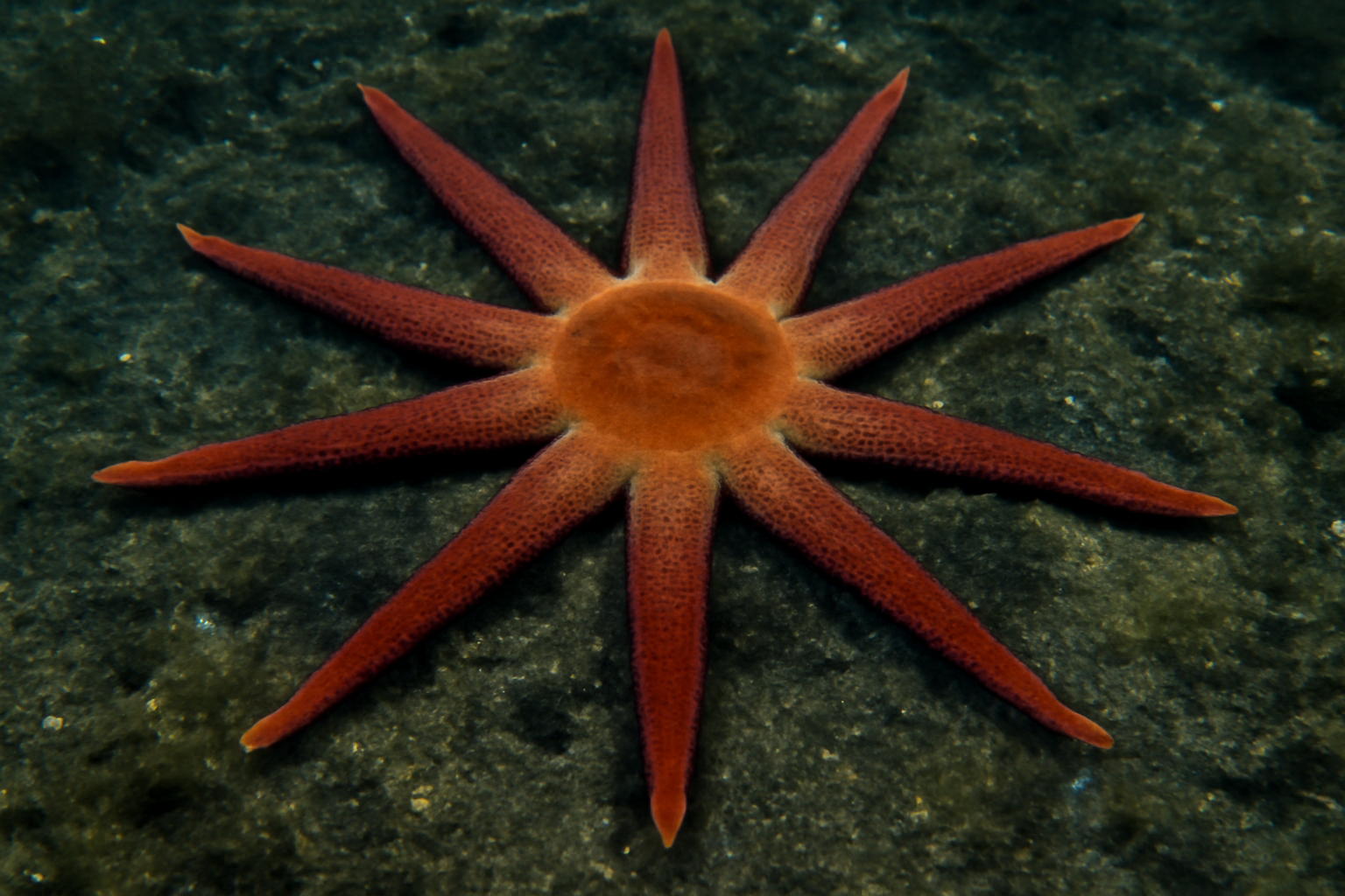 Solenoplectanum's Deep-water Starfish