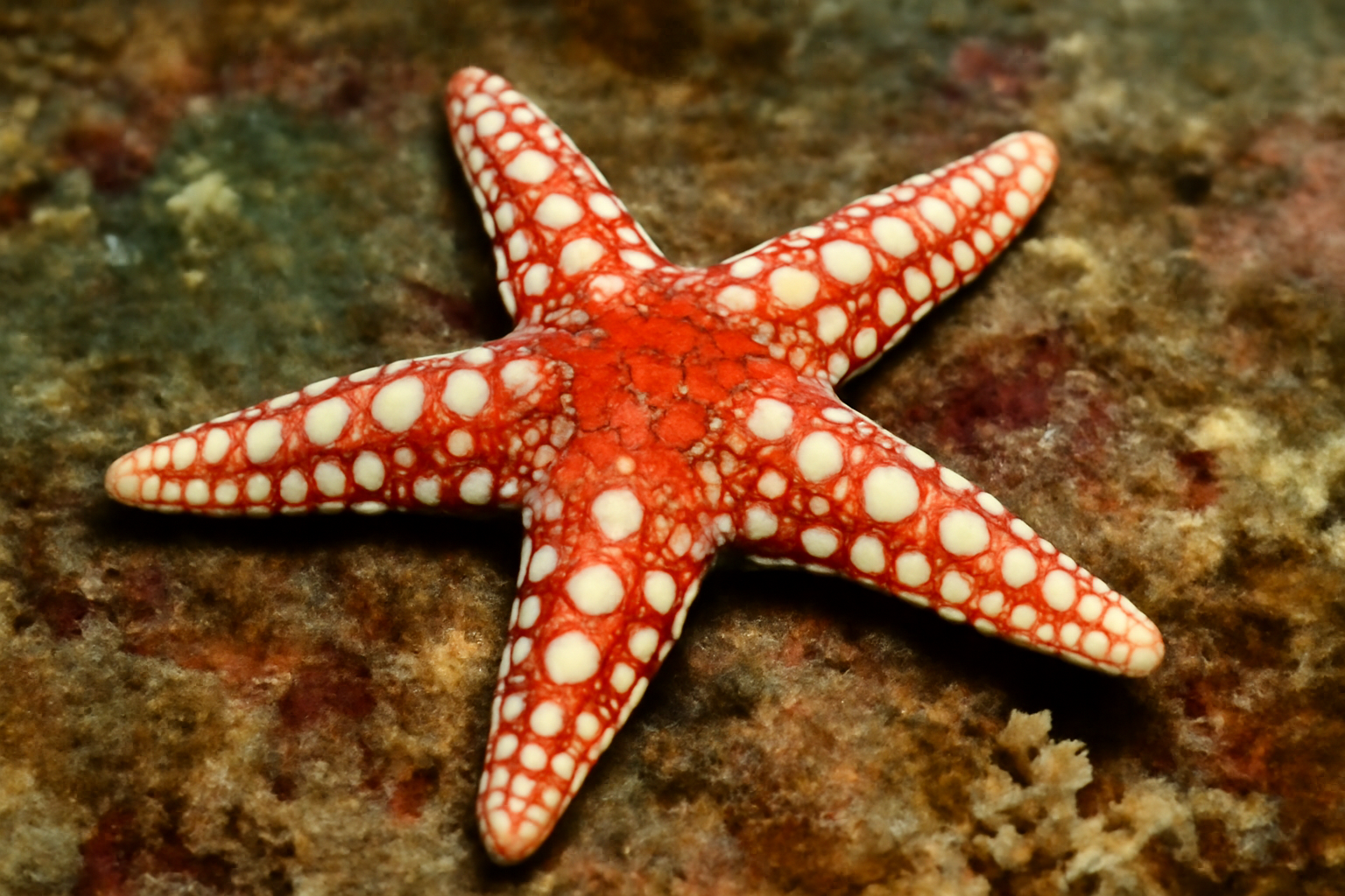 Solenoplectanum's Coral Starfish