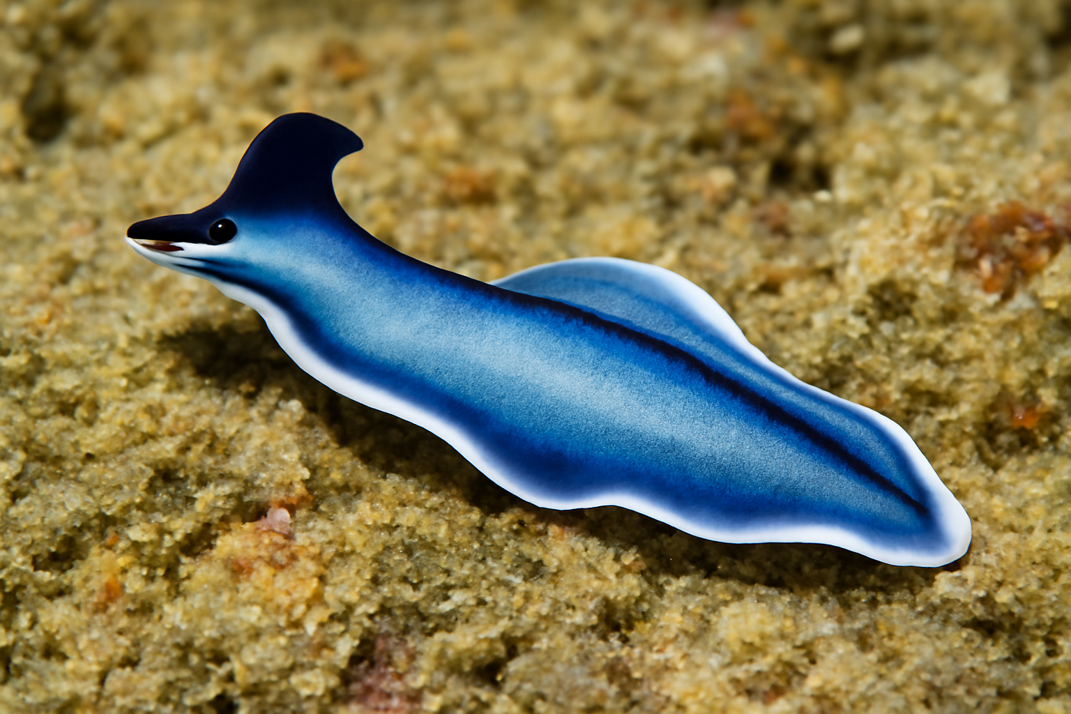Dolphin flatworm