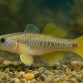 Yellowfin gudgeon
