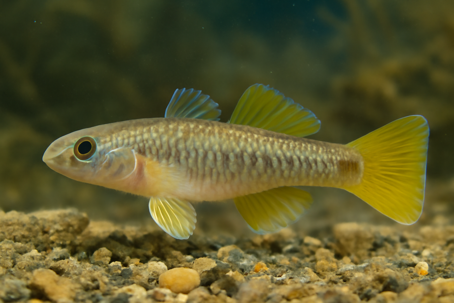 Yellowfin gudgeon