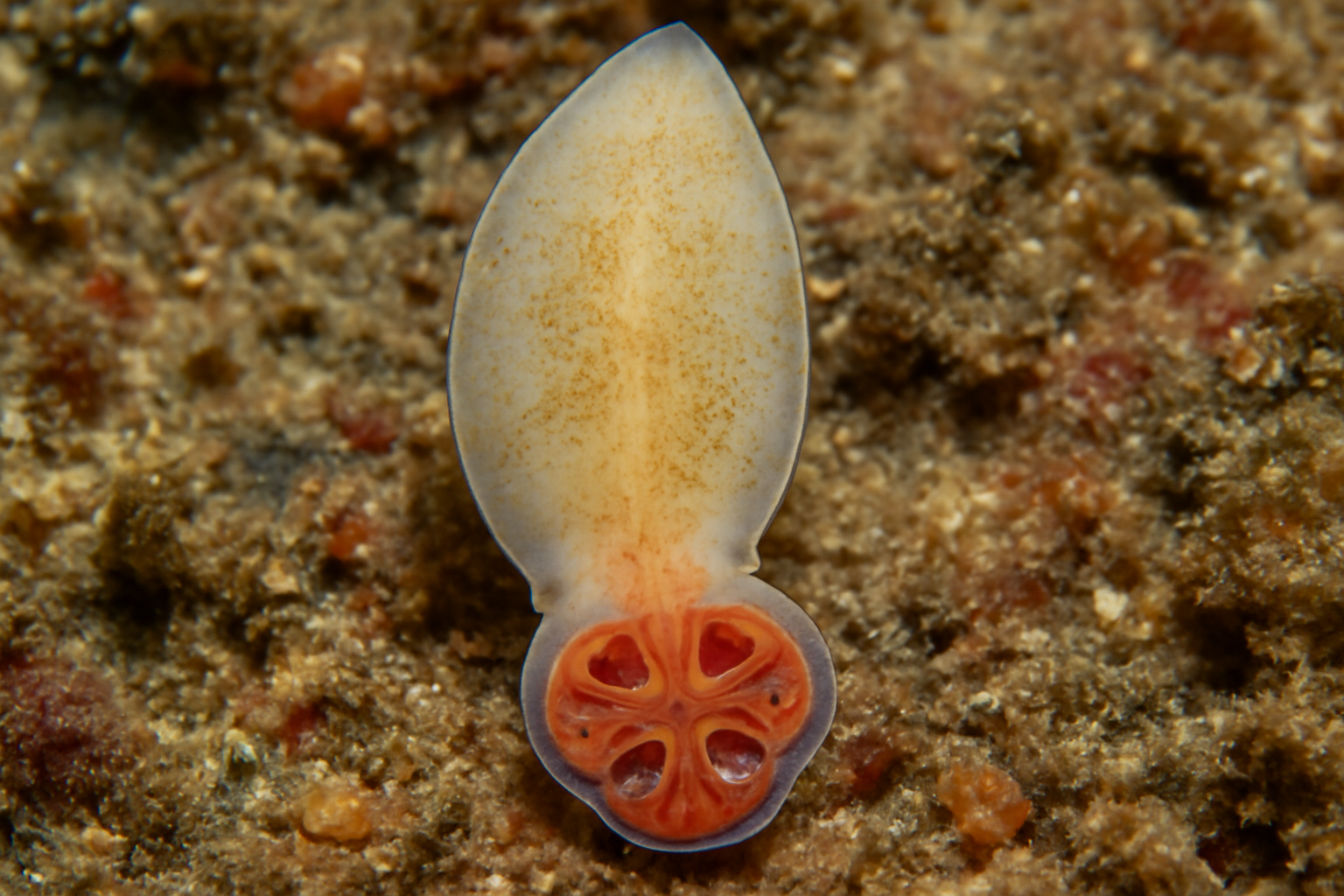 Tetraonchoides bleekeri